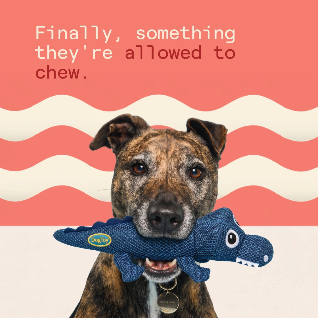 Jaws the Croc Chew Toy