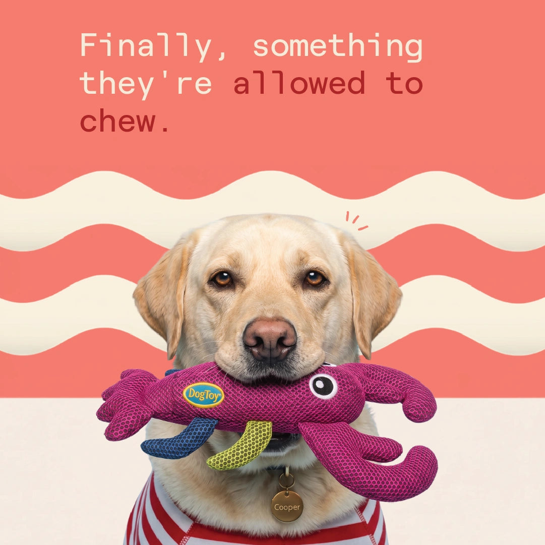 Captain Claws Chew Toy